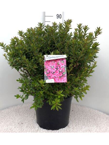 Japanische Azalee (Rhododendron obtusum) 'Madame Albert van Hecke', grüner Strauch im Topf, 50–60 cm, C20
