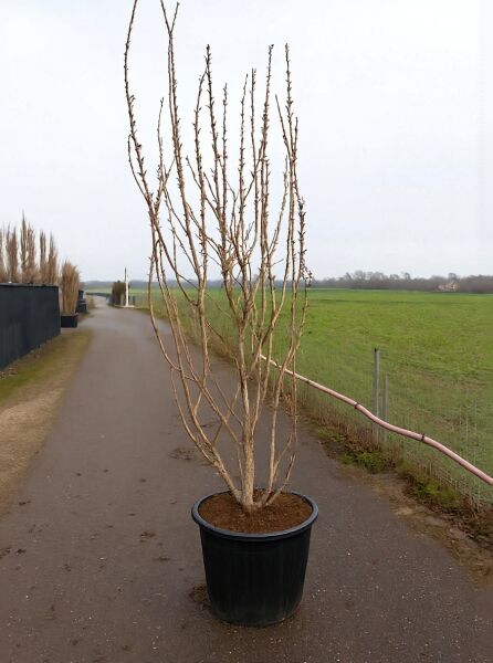 Prunus serrulata 'Kanzan', Japanische Nelken-Kirsche, 250–300 cm, C90 im Container mit mehrtriebigem Stamm und Zweigen.