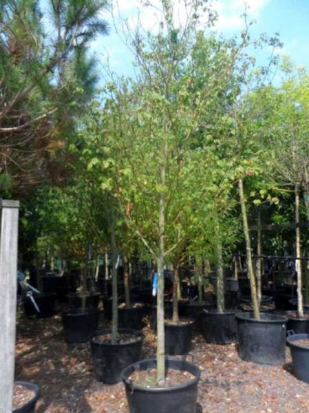 Cornus alternifolia (Wechselblättriger Hartriegel) Hochstamm 16-18 StU im Container, schlanker Stamm mit verzweigter Krone und grünem Laub.