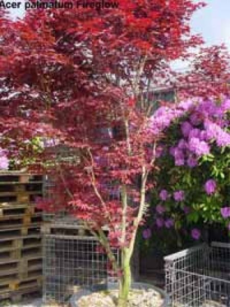 Roter Fächer-Ahorn / Japanischer Ahorn 'Fireglow' / Acer palmatum 'Fireglow'