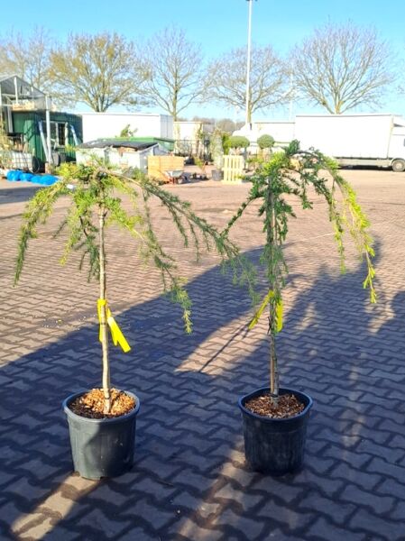 Trauer-Libanon-Zeder Cedrus libani 'Glauca Pendula', 80 cm Stamm, im Pflanzcontainer C18 mit überhängenden, blaugrünen Nadelzweigen.