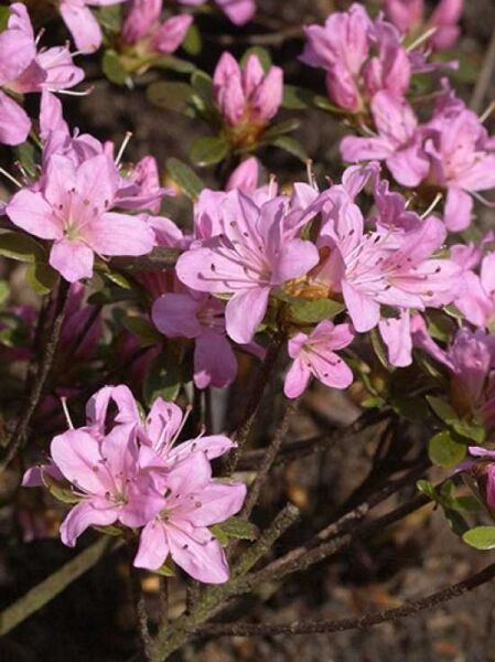 Rhododendron obtusum 'Momoko' / Japanische Azalee 'Momoko'