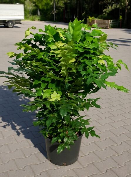 Mahonia japonica / Japanische Mahonie, 80-100 cm, C20, im Topf mit dichtem, glänzend grünem Laub.