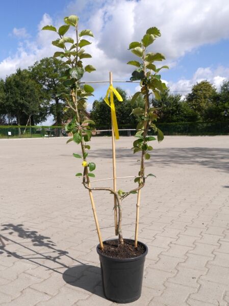 Malus 'Gloster', Apfelbaum Spalierobst 'Gloster' U-Form, im Topf C12 mit Bambusstäben und gebundenen Trieben