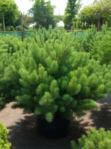 Pinus sylvestris 'Watereri' (Strauch-Wald-Kiefer) 100-125 cm C70, buschiger Nadelstrauch im Container mit grünen Nadeln