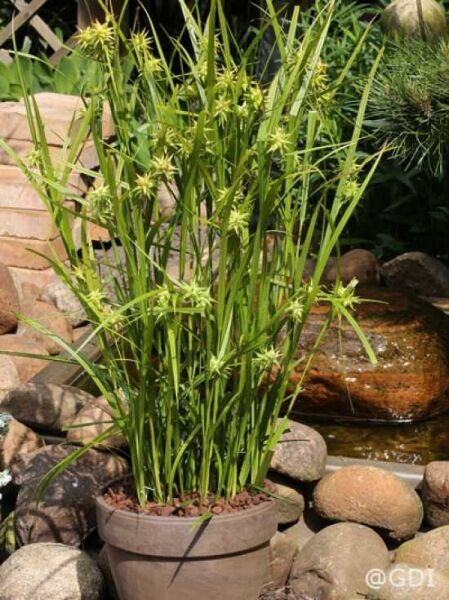 Morgensternsegge / Carex grayi