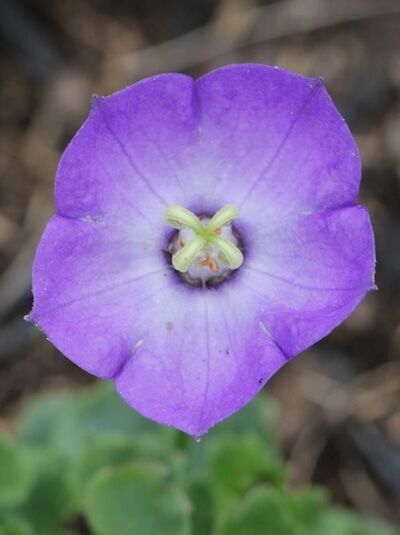 Karpaten-Glockenblume 'Royal Wave' / Campanula carpatica 'Royal Wave'