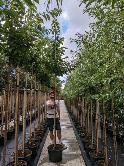 Prunus avium 'Lapins' / Süßkirsche 'Lapins' Hochstamm im Container mit Krone und Stützpfählen in der Baumschule