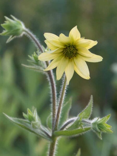 Silphium mohrii / Kompaßpflanze