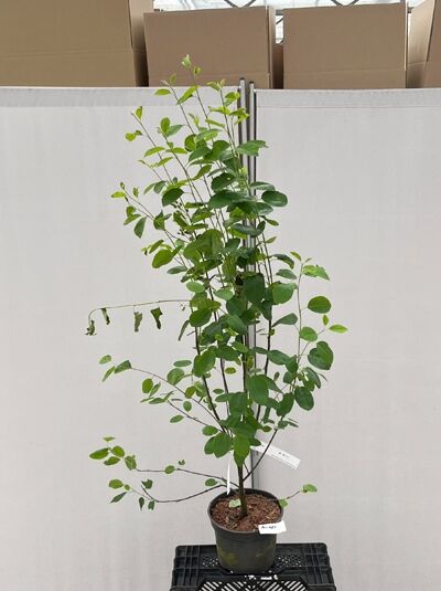 Echte Felsenbirne / Gemeine Felsenbirne / Amelanchier rotundifolia / Amelanchier ovalis