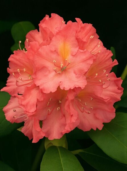 Rhododendron Hybride 'Lambada' (Rhododendron 'Lambada'), Blütenstand mit lachsrosa Blüten und gelblicher Mitte, Nahaufnahme