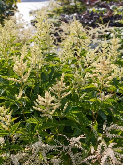 Geißbart 'Sparkles' / Aruncus aethusifolius 'Sparkles'