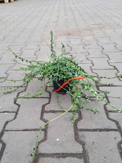 Kleinblättrige Teppichspindel Euonymus fortunei 'Minimus' 15-20 cm P14 im Topf, flach wachsend mit grünen Trieben und Blättern