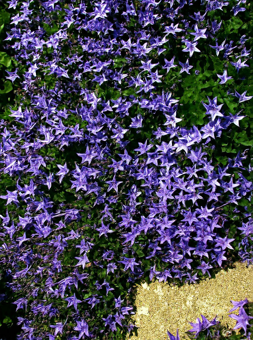 Stern-Polster-Glockenblume - Campanula garganica - Baumschule NewGarden