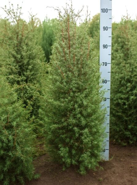 Schwedischer Säulen-Wacholder (Juniperus communis 'Suecica') 80–100 cm, mehrtriebiger Wuchs mit nadeligen, grünen Zweigen.