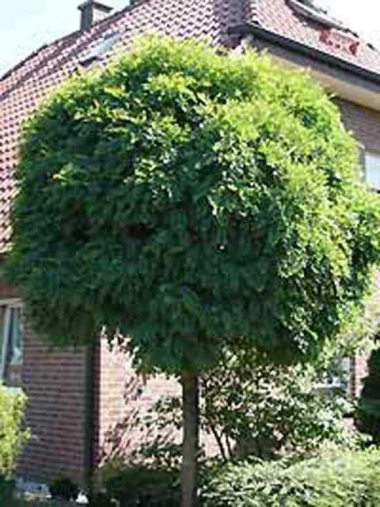 KugelRobinie, KugelAkazie kaufen