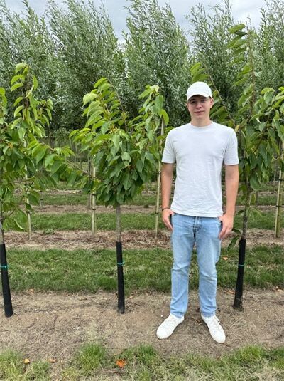 Prunus avium 'Stella' / Süßkirsche 'Stella' Halbstamm 12-14 StU, Baum mit Stamm und belaubter Krone im Feld