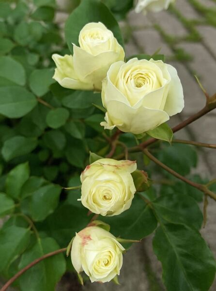 Rosa 'Schneeküsschen'® (Zwergrose) mit cremeweißen Blüten und grünen Blättern am Trieb, Nahaufnahme.