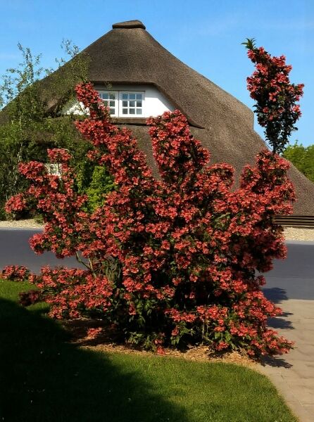 Weigela 'Eva Rathke' (Glockenstrauch) als großer Strauch mit zahlreichen roten Blüten im Gartenbeet.
