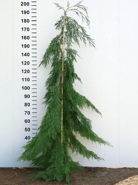 Chamaecyparis lawsoniana 'Diks Weeping' / Kalifornische Zypresse 'Diks Weeping' 160-180 cm m. B., hängender Wuchs, grün benadelt