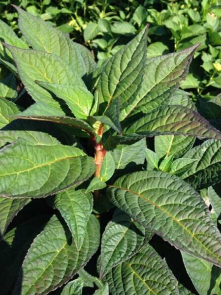 Teller-Hortensie 'Acuminata' / Teller-Hortensie 'Acuminata'