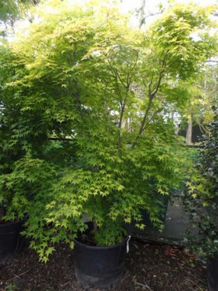 Goldgelber Fächer-Ahorn / Japanischer Ahorn 'Aureum' / Acer palmatum 'Aureum'