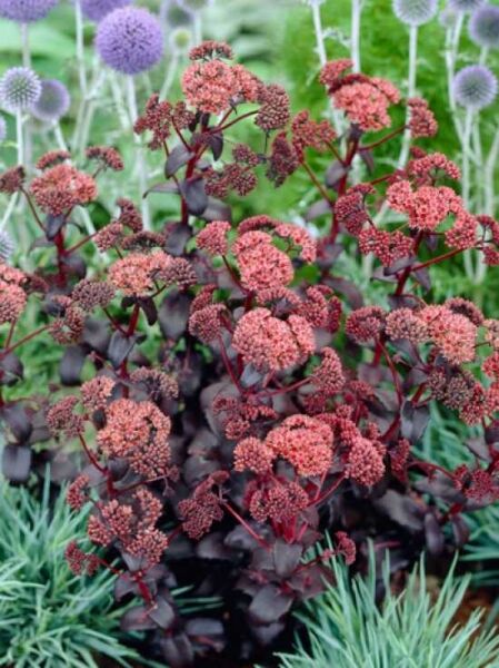 Großes Fettblatt 'Purple Emperor' / Sedum spectabile 'Purple Emperor'