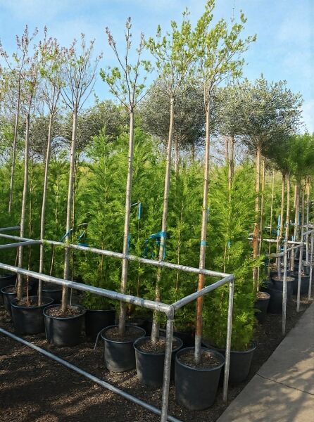 Syringa vulgaris 'Madame Lemoine' (Gartenflieder) Hochstamm im Container, 10–12 StU, mit Stamm und verzweigter Krone im Topf