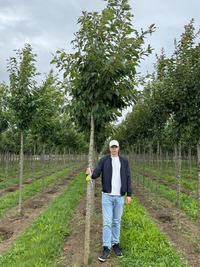 Prunus serrulata 'Taihaku' / Weiße Zierkirsche 'Taihaku', Hochstamm 14-16 StU mit Drahtballen, Baum mit Krone im Feld.