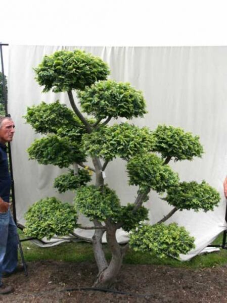 Garten-Bonsai (101215) / Ulmus minor 'Jacqueline Hillier' H: 250 cm B: 230 cm
