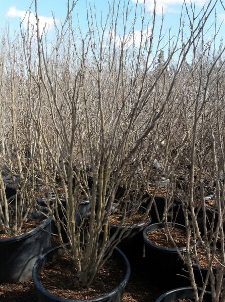 Cercis chinensis 'Avondale' / Chinesischer Judasbaum 'Avondale' 200-225 cm C70, mehrtriebiger Strauch im Container.