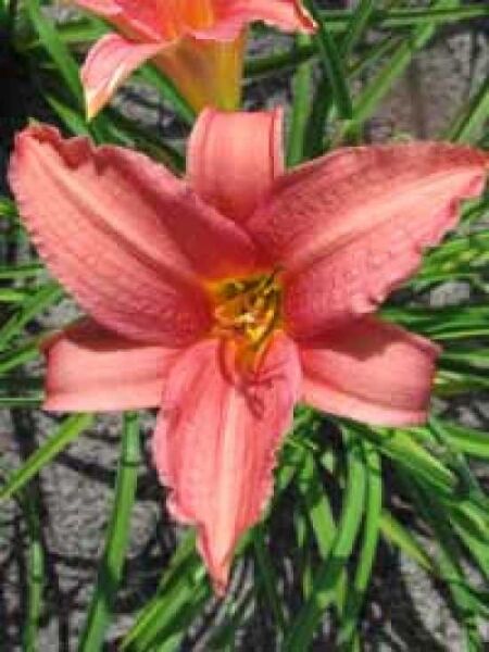 Taglilie / Beet-Taglilie / Garten-Taglilie 'Pink Damask' / Hemerocallis 'Pink Damask'