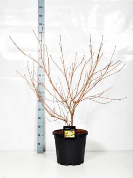 Japanischer Blumen-Hartriegel (Cornus kousa) 'Satomi' 100-125 cm C20, laubfreier Strauch im schwarzen Topf mit verzweigten Trieben