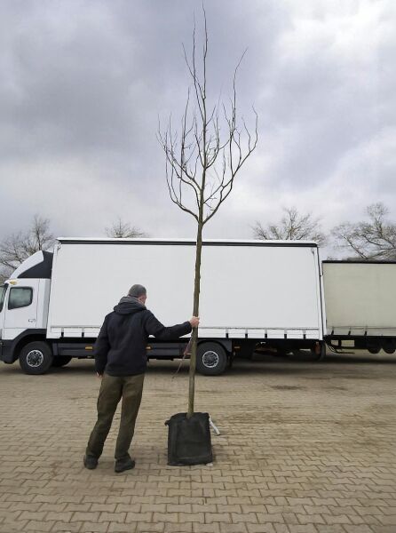 Säulen-Gleditschie (Gleditsia triacanthos 'Skyline') Hochstamm 14-16 StU im Container, Baum mit schlanker Krone und nackten Ästen.