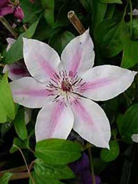 Waldrebe 'Nelly Moser' / Clematis viticella 'Nelly Moser'