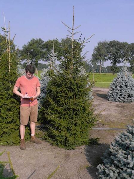 Picea orientalis 'Aureospicata' / Goldspitzenfichte 250-300 cm m. Db., großer aufrecht wachsender Nadelbaum im Feld.