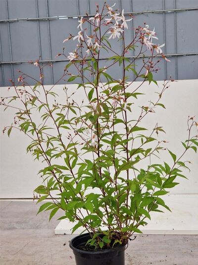 Gillenia trifoliata (Dreiblatt-Spiere) C2 im Topf, aufrechter Wuchs mit grünen, dreigeteilten Blättern und weißen Blüten.