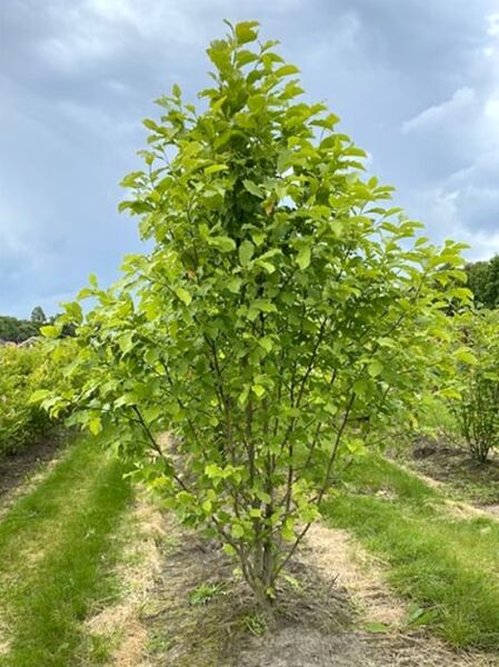 Magnolia kobus / Kobus-Magnolie 250–300 cm, mehrstämmiger Baum mit grünem Laub im Feldbestand.