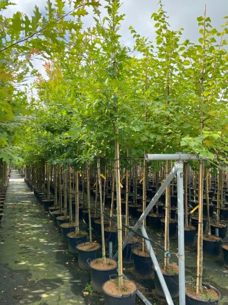 Quercus texana 'New Madrid' / Nuttall-Eiche, Texas-Eiche 'New Madrid' Hochstamm 10-12 StU im Container in Reihe kultiviert