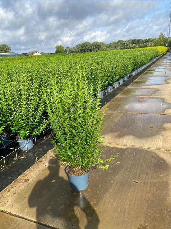 Ovalblttriger Liguster - Ligustrum ovalifolium - Baumschule NewGarden