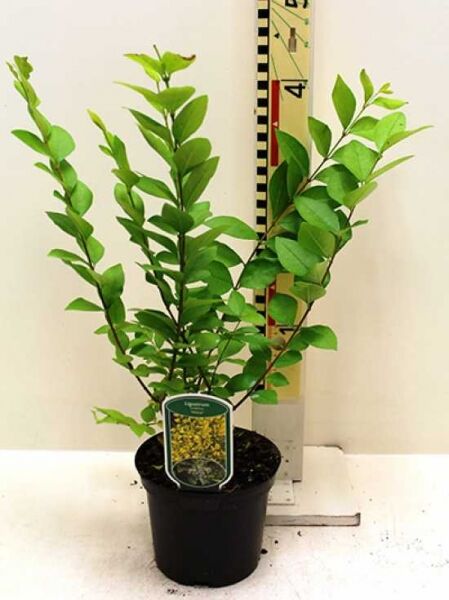 Ligustrum 'Vicaryi' / Gelblaubiger Liguster