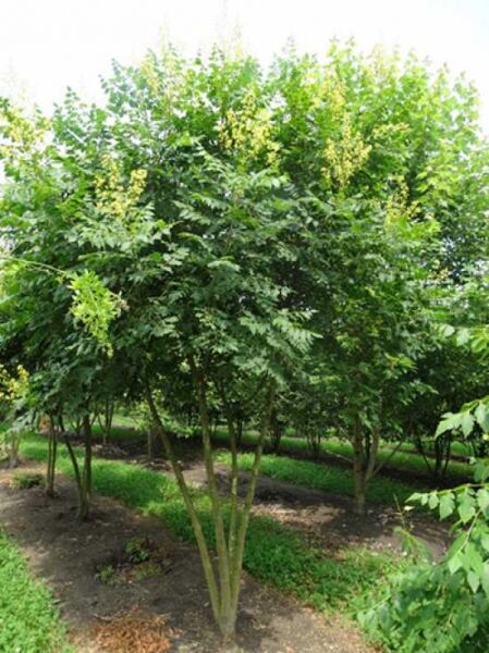 Blasenesche / Blasenbaum / Chinesischer Lackbaum 'mehrstämmig' / Blasenesche / Blasenbaum / Chinesischer Lackbaum 'mehrstämmig'