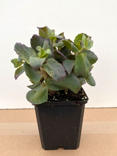 Hohe Fetthenne 'Karfunkelstein' (Sedum telephium 'Karfunkelstein') im P9-Topf, kompakte Pflanze mit fleischigen grünen Blättern