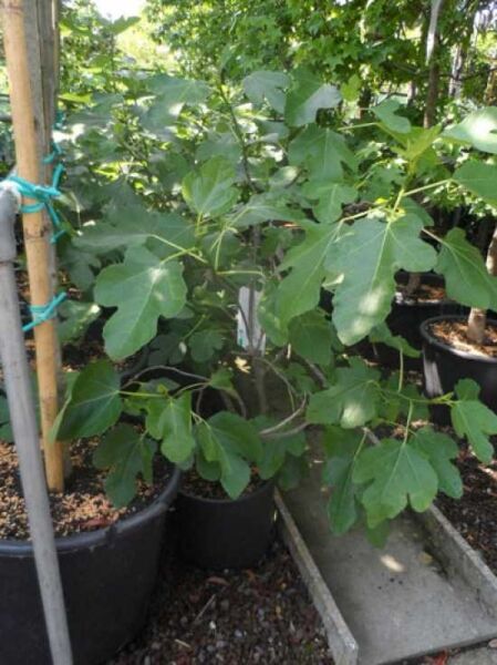 Echter Feigenbaum / Feige / Echter Feigenbaum / Feige