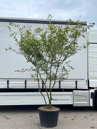 Kupfer-Felsenbirne 250 - 300 cm Schirmform / Amelanchier lamarckii (1577308)