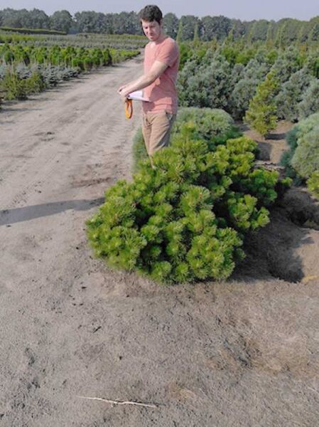 Pinus thunbergii 'Maijima' / Japanische Schwarzkiefer 'Maijima'