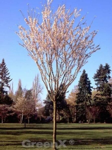 Prunus x hillieri 'Spire' / Zierkirsche 'Spire'