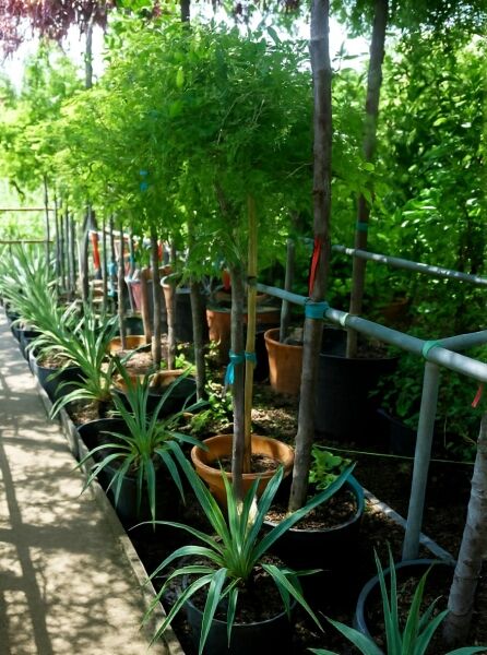 Wisteria floribunda 'Shiro Kapitan Fuji' / Japanischer Blauregen 'Shiro Kapitan Fuji', 80 cm Stamm, im Container C25 mit grünem Laub