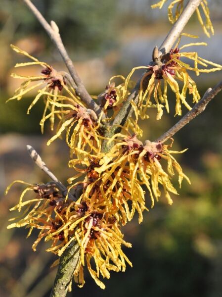 Hamamelis intermedia ‘Aurora‘ (Zaubernuss) mit gelben, fadenförmigen Blüten an kahlen Zweigen in Nahaufnahme