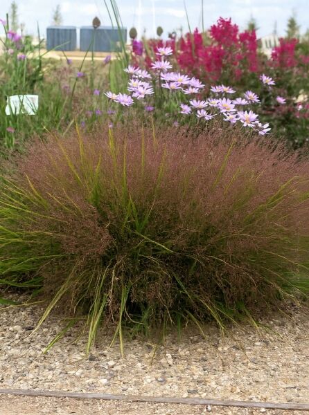 Purpur-Liebesgras Eragrostis spectabilis 'Purpurflirren' als horstiges Ziergras mit feinen, rötlich-purpurfarbenen Rispen.
